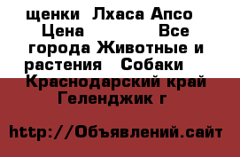 щенки  Лхаса Апсо › Цена ­ 20 000 - Все города Животные и растения » Собаки   . Краснодарский край,Геленджик г.